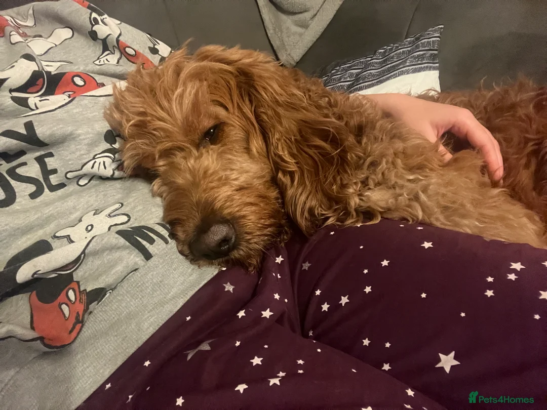 Goldendoodle dogs for stud: Gorgeous F1 Goldendoodle for Stud in Derby - Advert 13
