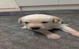Labrador Retriever dogs for sale: Gorgeous Yellow Labrador Puppies - Image 10