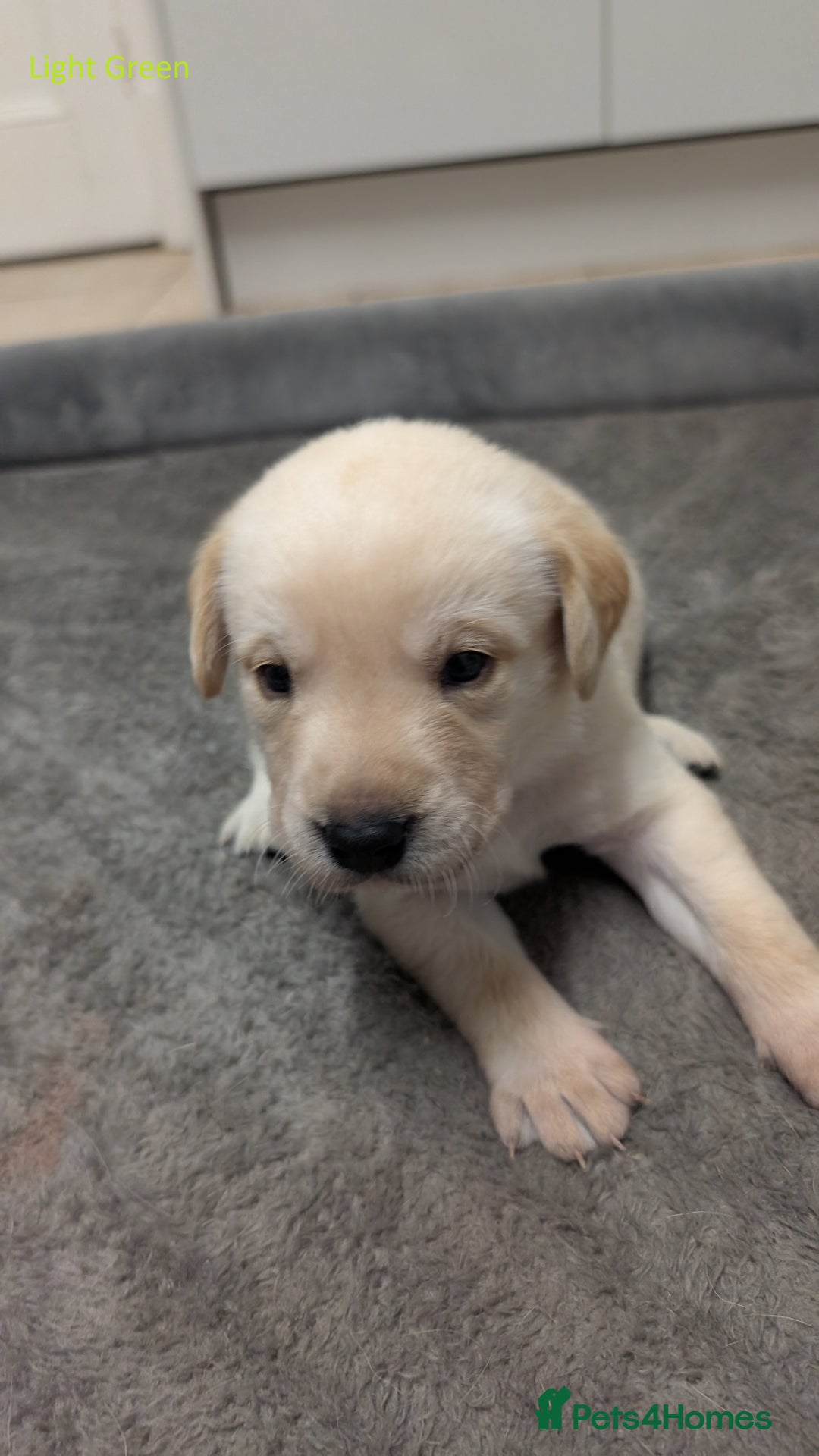 Labrador Retriever dogs for sale: Gorgeous Yellow Labrador Puppies - Image 10