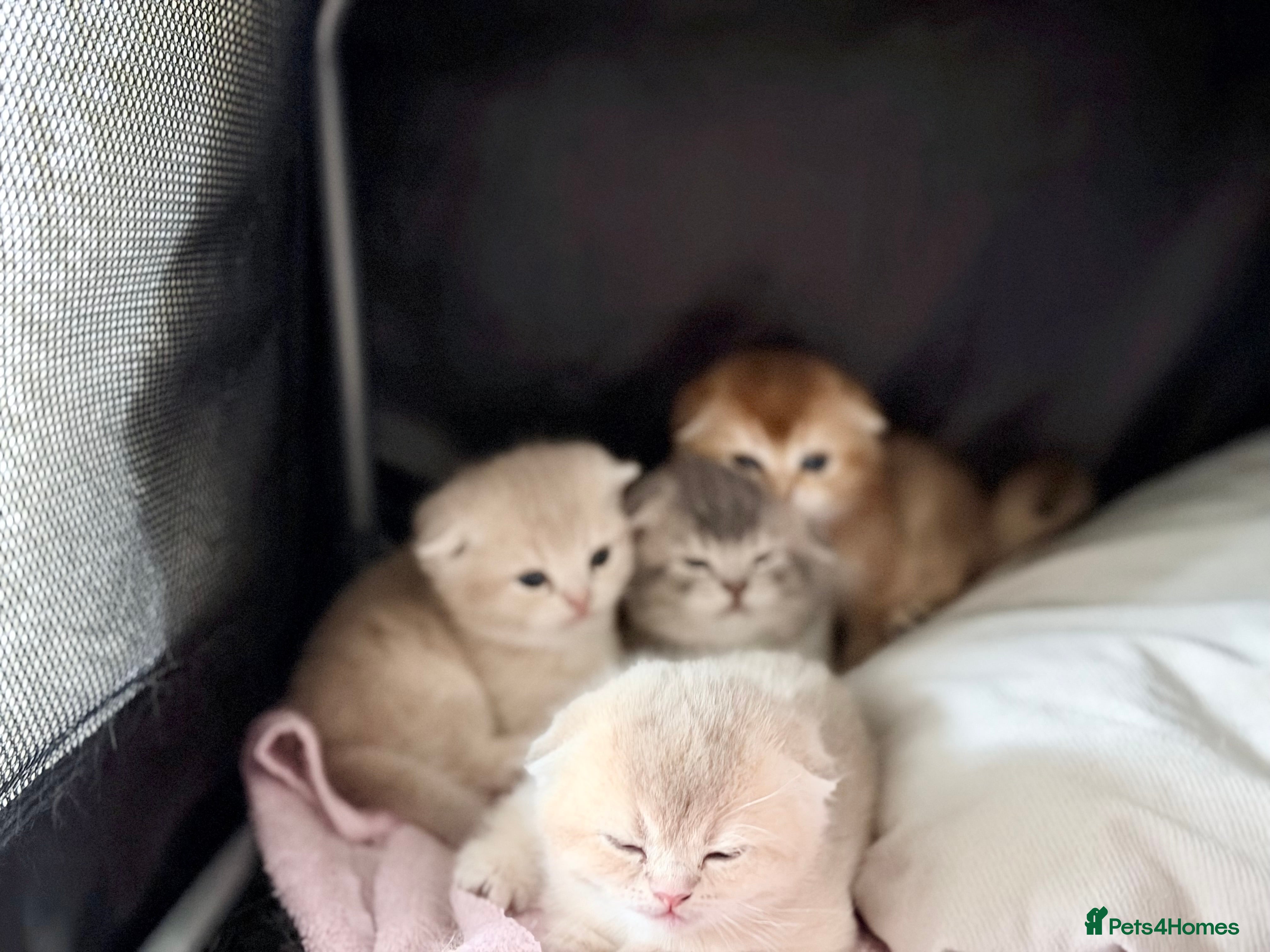 Scottish Fold cats Full Pedigree Beautiful Scottish Fold Kittens tica - Advert 2