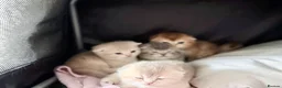 Scottish Fold cats for sale: Full Pedigree Beautiful Scottish Fold Kittens tica - Advert 23