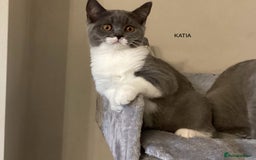 British Shorthair cats for sale: GCCF Bicolour Girls Ready NOW - Image 2