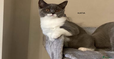 British Shorthair cats - Advert 7