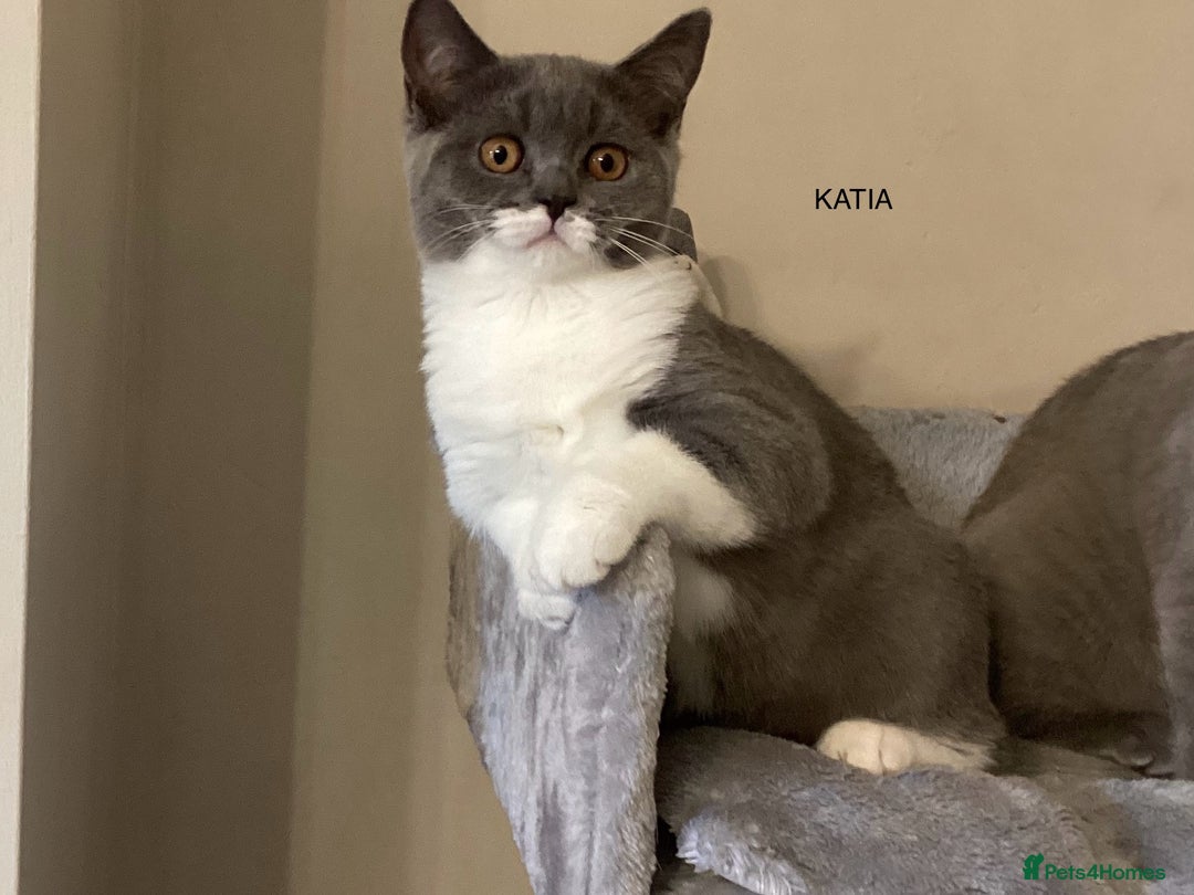 British Shorthair cats for sale: GCCF Bicolour Girls Ready NOW - Image 2