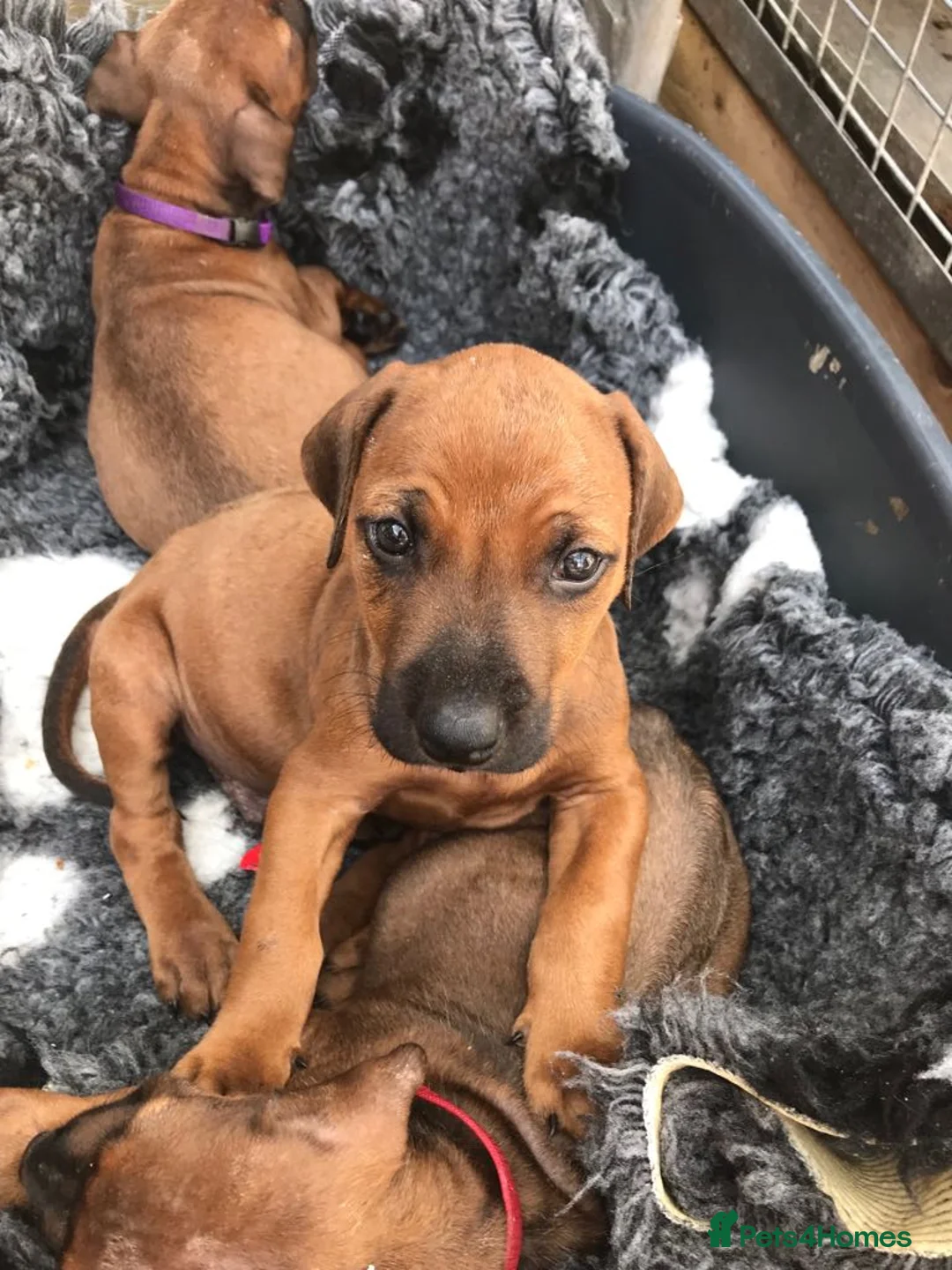 Rhodesian Ridgeback dogs for stud: (Our Duke) in Leominster - Advert 18