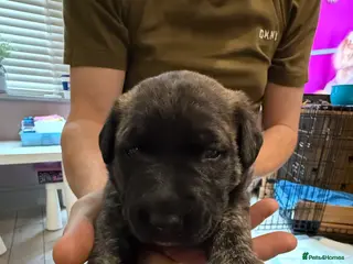 German Shepherd dogs German shepherd x Puppies - Advert 11