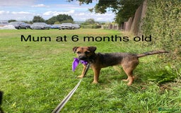 Border Terrier dogs for sale: Border Terrier Pups - Image 36