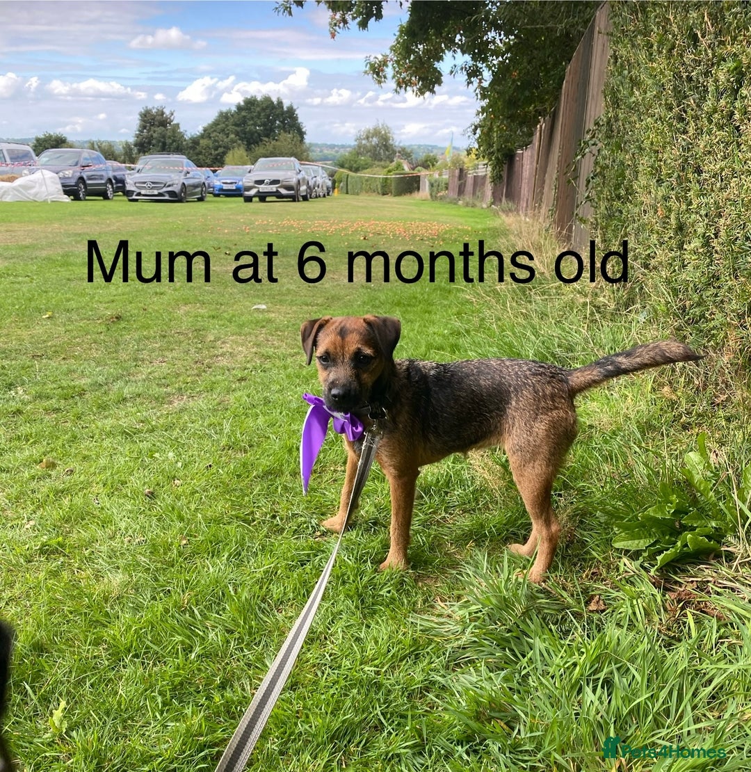 Border Terrier dogs for sale: Border Terrier Pups - Image 36