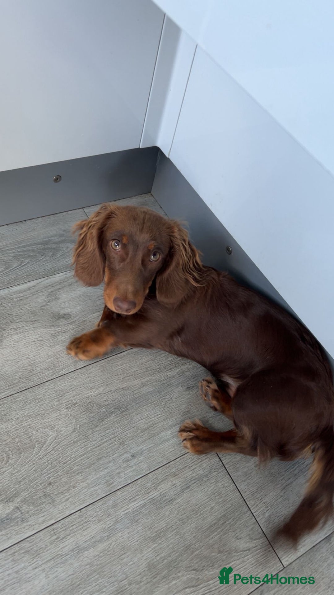 Miniature Dachshund dogs for stud: Miniature Dachshund  - Advert 2