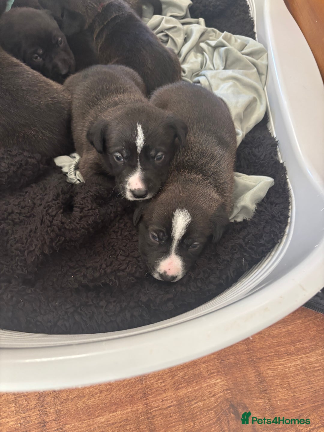 Mixed Breed dogs for sale: Bull herders  - Advert 5