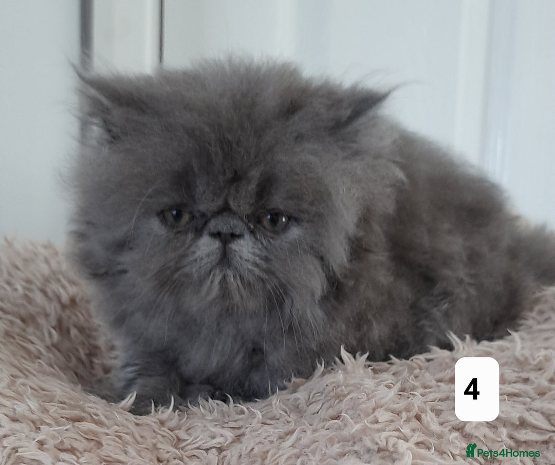 Persian cats for sale: GCCF REGISTERED PERSIAN KITTENS  - Image 4