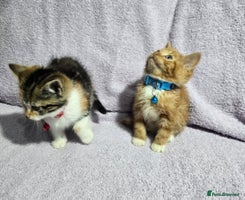 Siberian cats - Advert 1