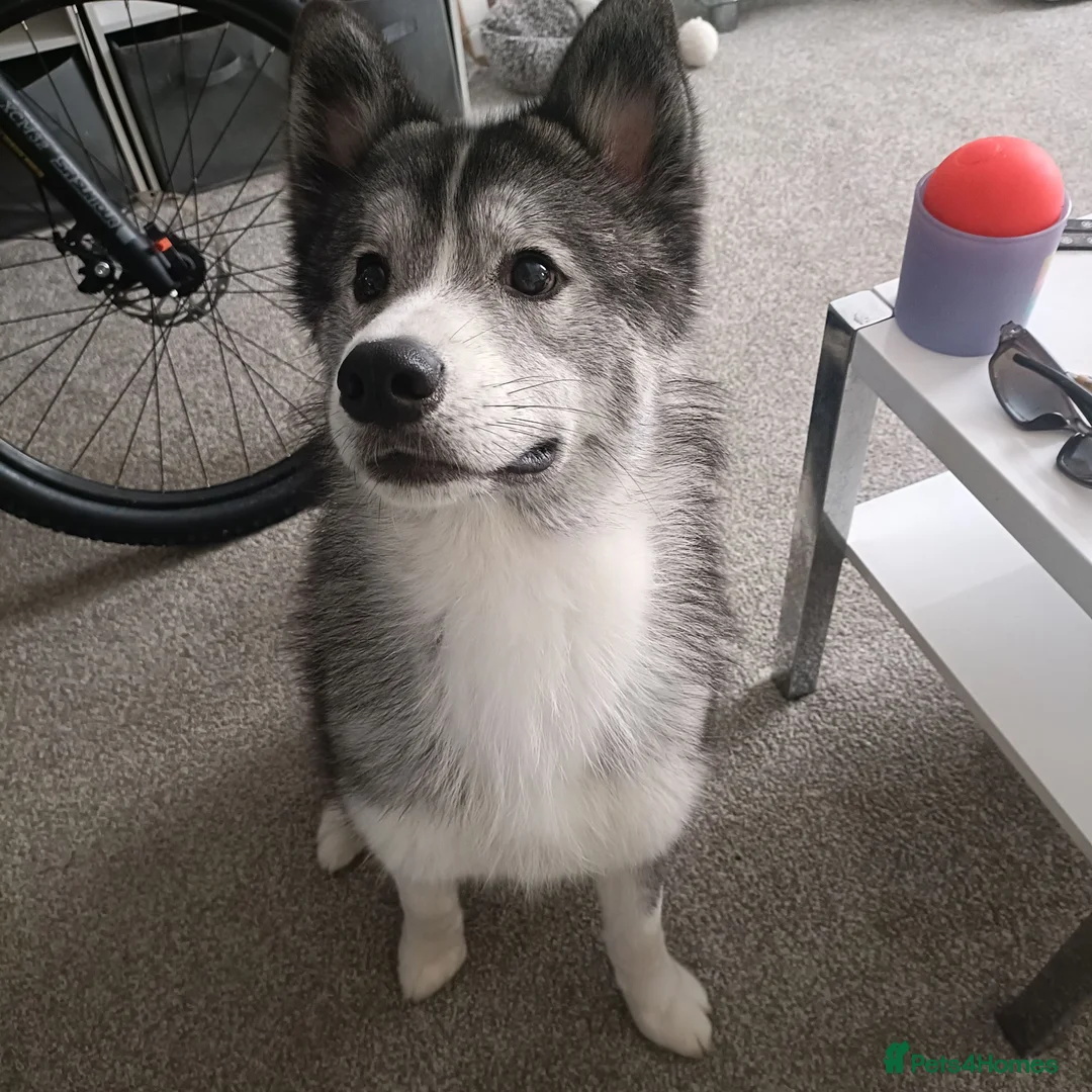 Samoyed dogs for sale: Samoyed male  - Advert 2
