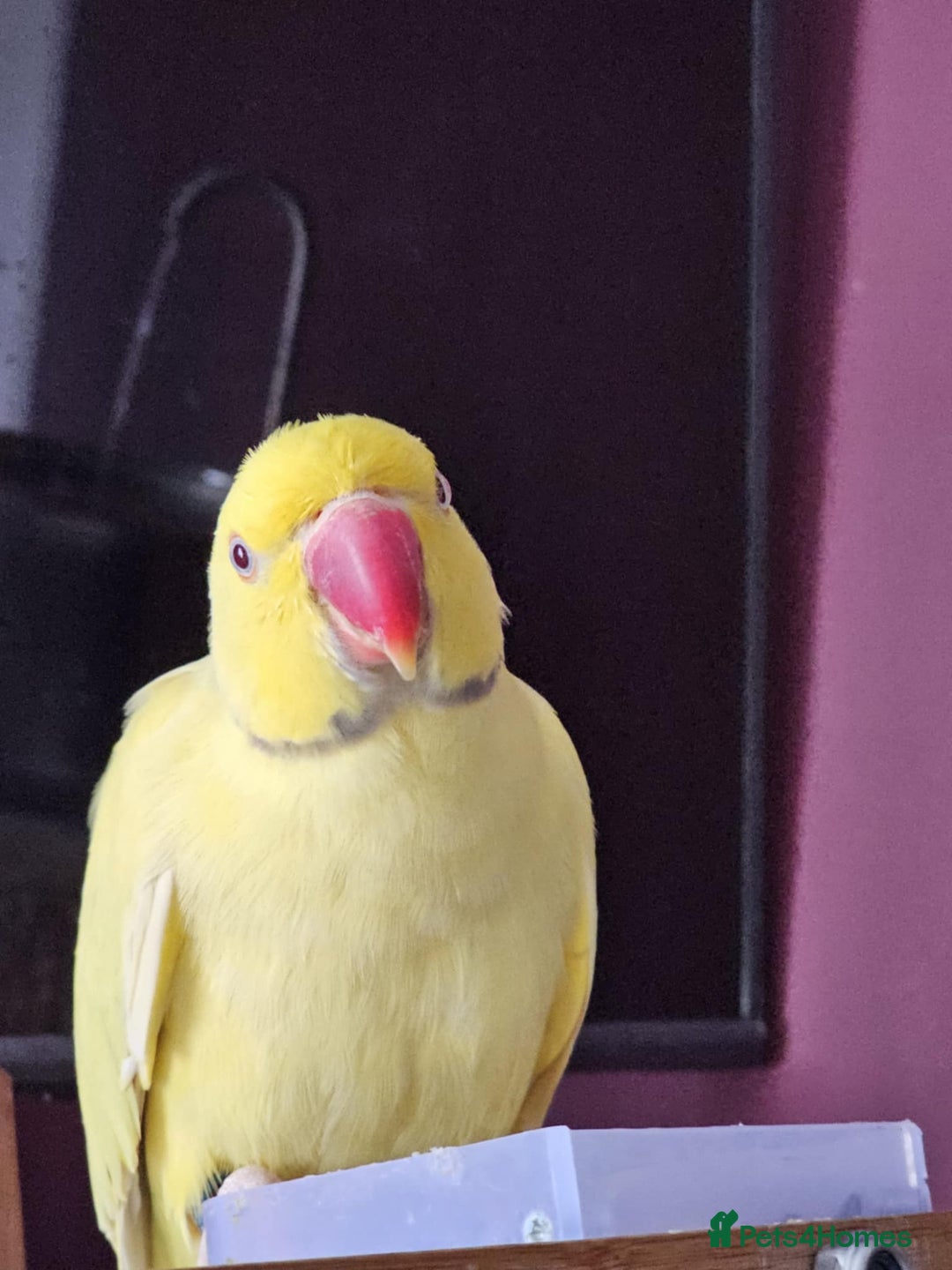 Ringnecks birds for sale: ringneck in Pontefract - Image 2