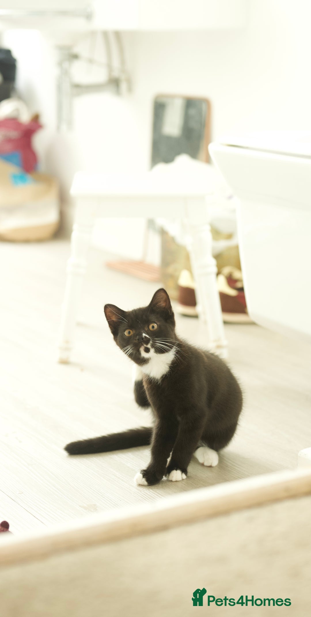 British Longhair cats for sale: Ready To Go This Weekend! 3 Sweet Little Kittens - Image 6