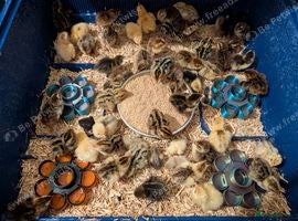Chickens poultry Unsexed Chicks & Quail chicks - Advert 17