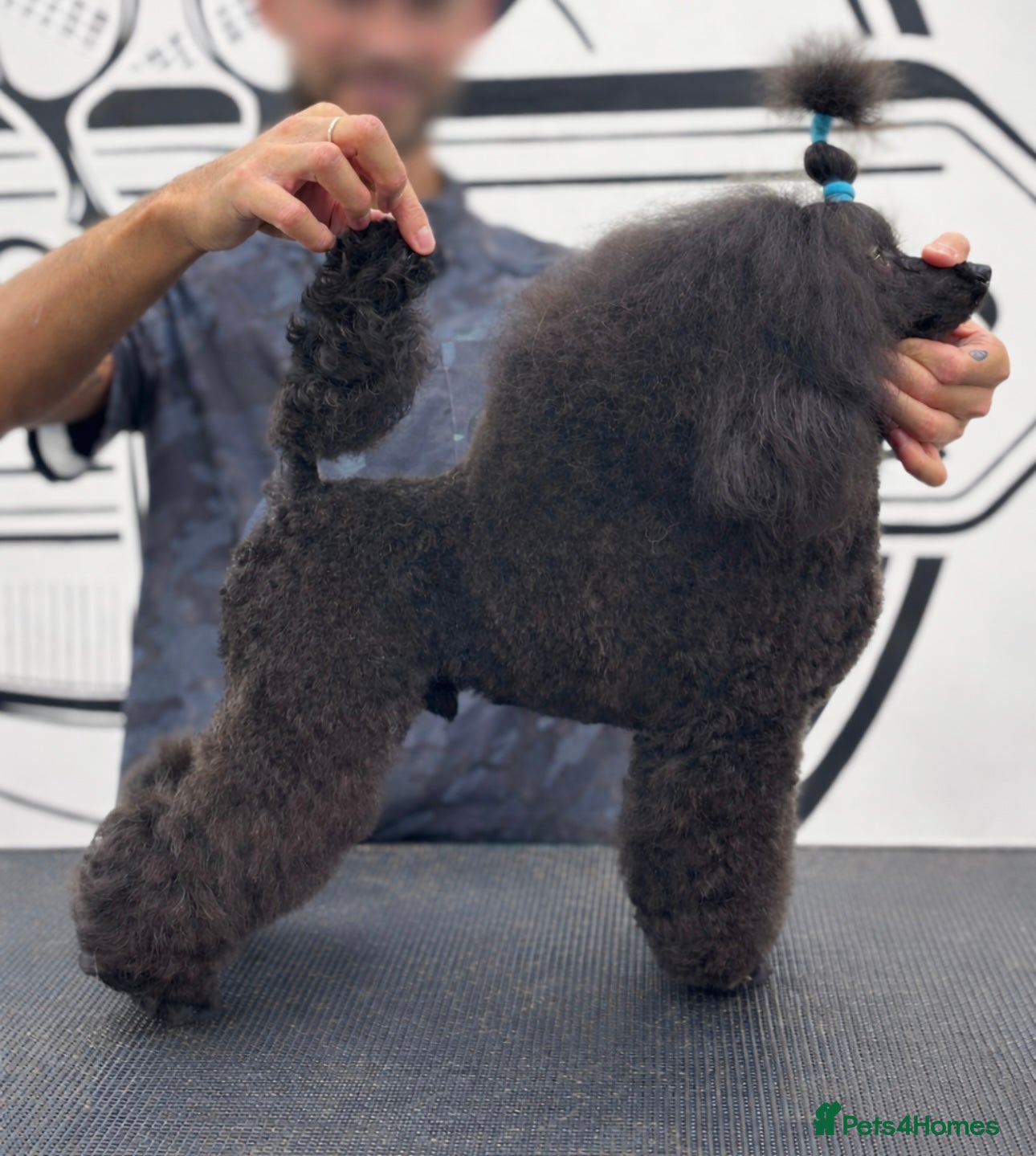 Toy Poodle dogs Black Toy Poodle Stud  - Advert 1