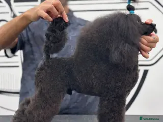 Toy Poodle dogs for stud: Proven Black Toy Poodle Stud - Advert 1