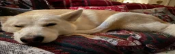 Mixed Breed dogs for sale: Husky x Pomsky x English Springer Spaniel - Advert 2