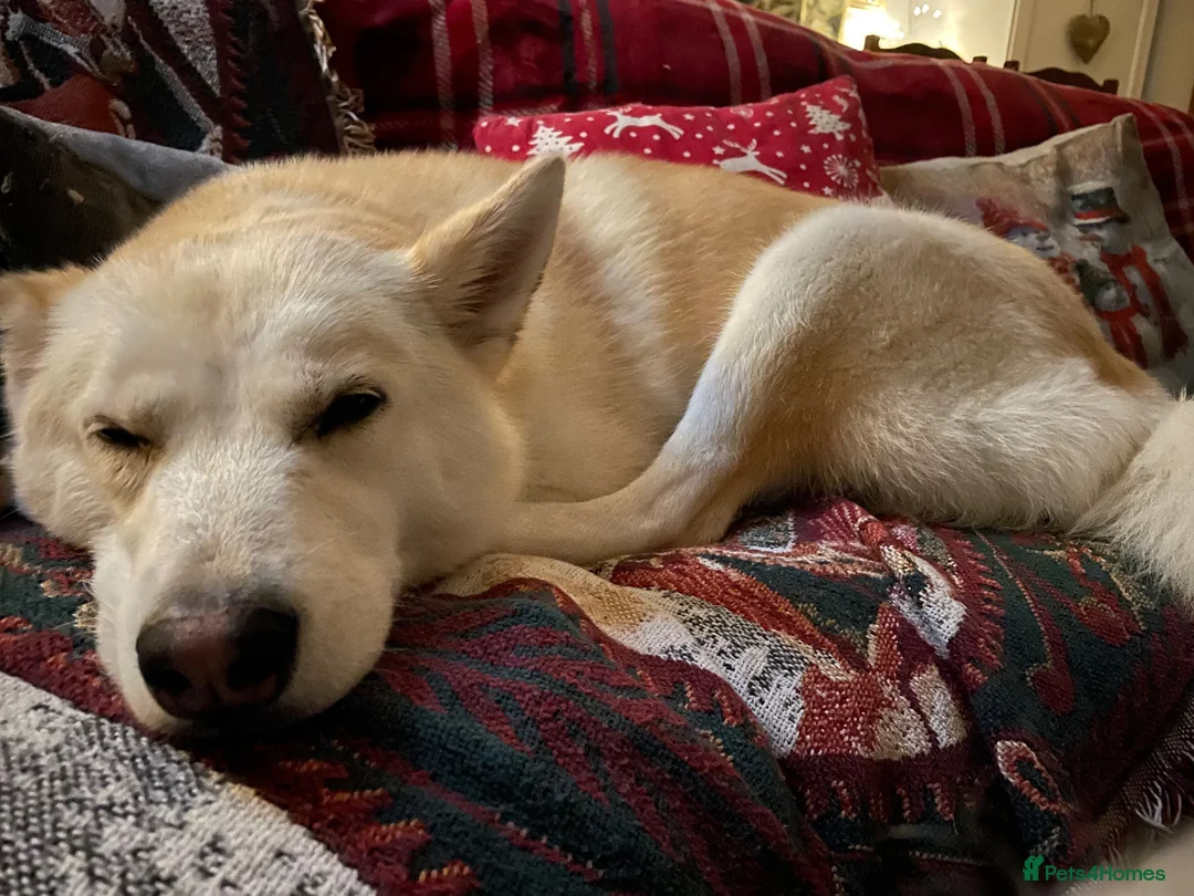 Mixed Breed dogs for sale: Husky x Pomsky x English Springer Spaniel - Advert 2