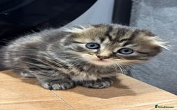 Scottish Fold cats for sale: Puss in the boot - Image 4