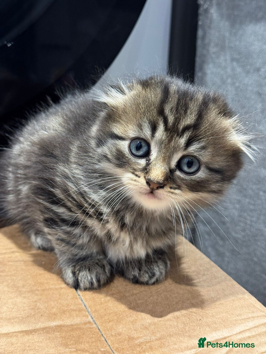 Scottish Fold cats for sale: Puss in the boot - Image 4