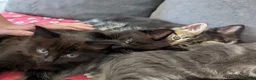 Mixed Breed cats for sale: Kittens for sale - Advert 7