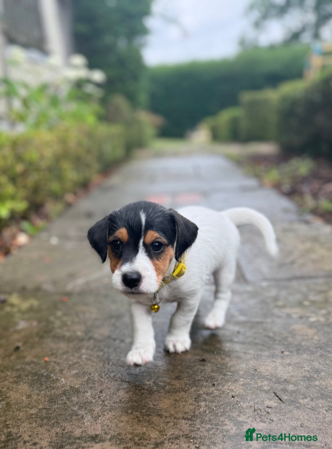 Jack Russell dogs for sale: Georgeous Jack Russell Puppy boy  in Tunbridge Wells - Image 37