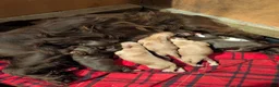 Cocker Spaniel dogs for sale: Stunning litter working cocker spaniels lemon   - Advert 9