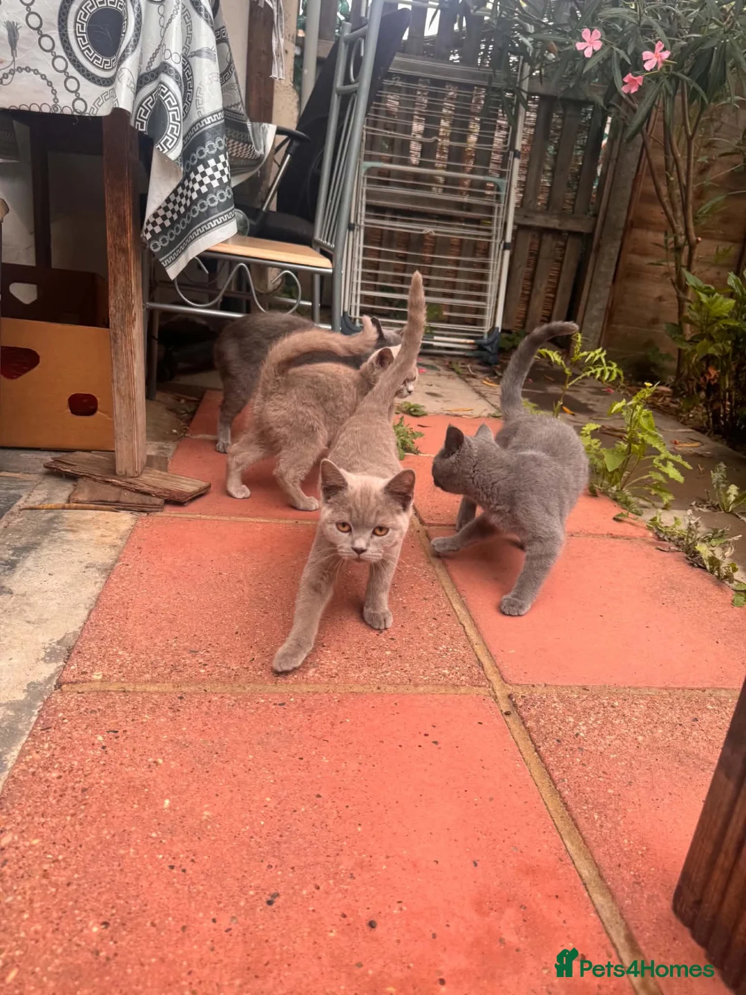 British Shorthair cats for sale: British sorthair kittens - Advert 5