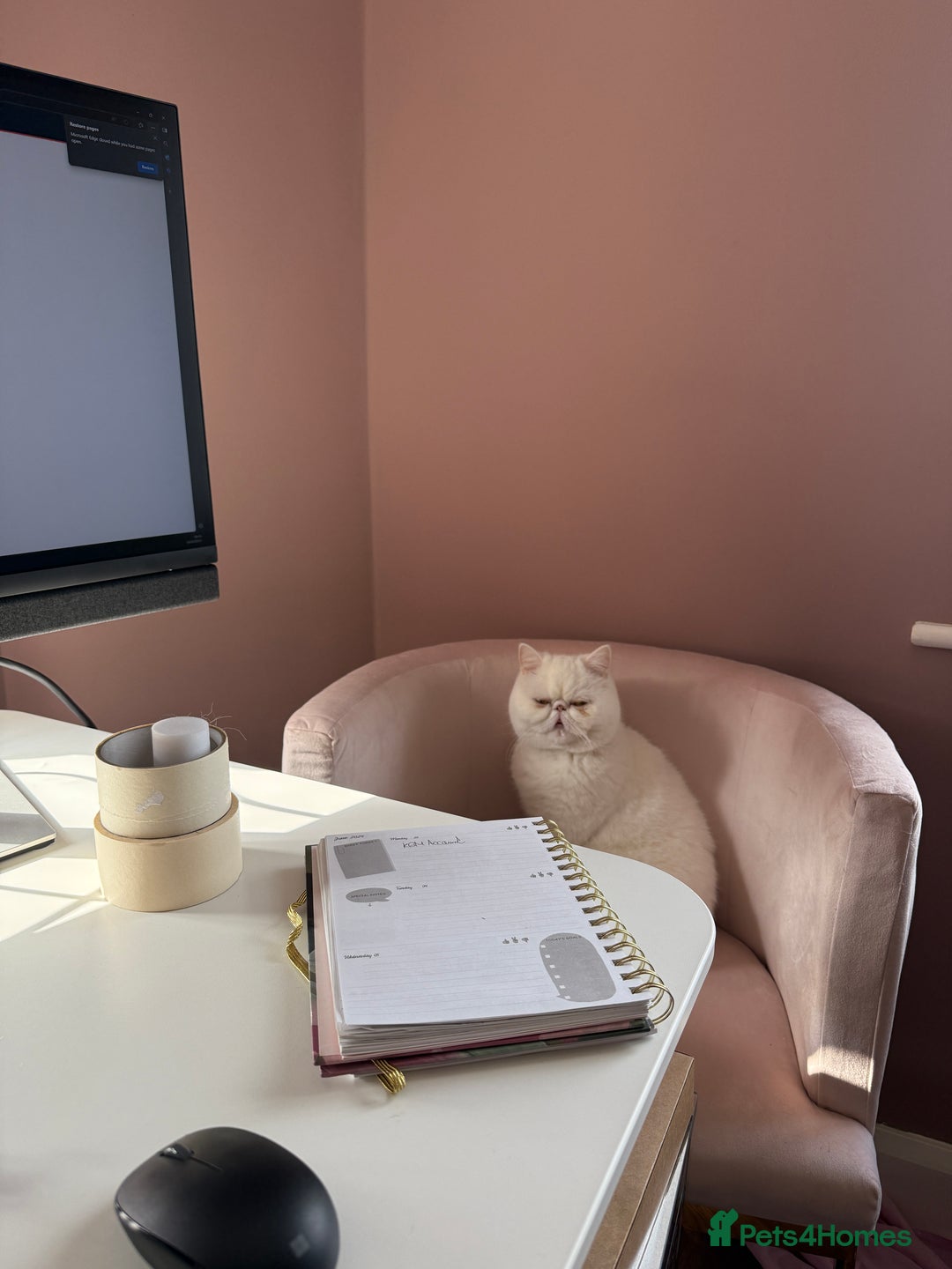 Exotic cats for sale: Shorthair Exotic for sale - Advert 3