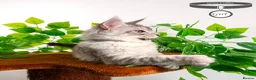 Maine Coon cats for sale: Stunning Maine Coon Kittens Ready - Advert 9