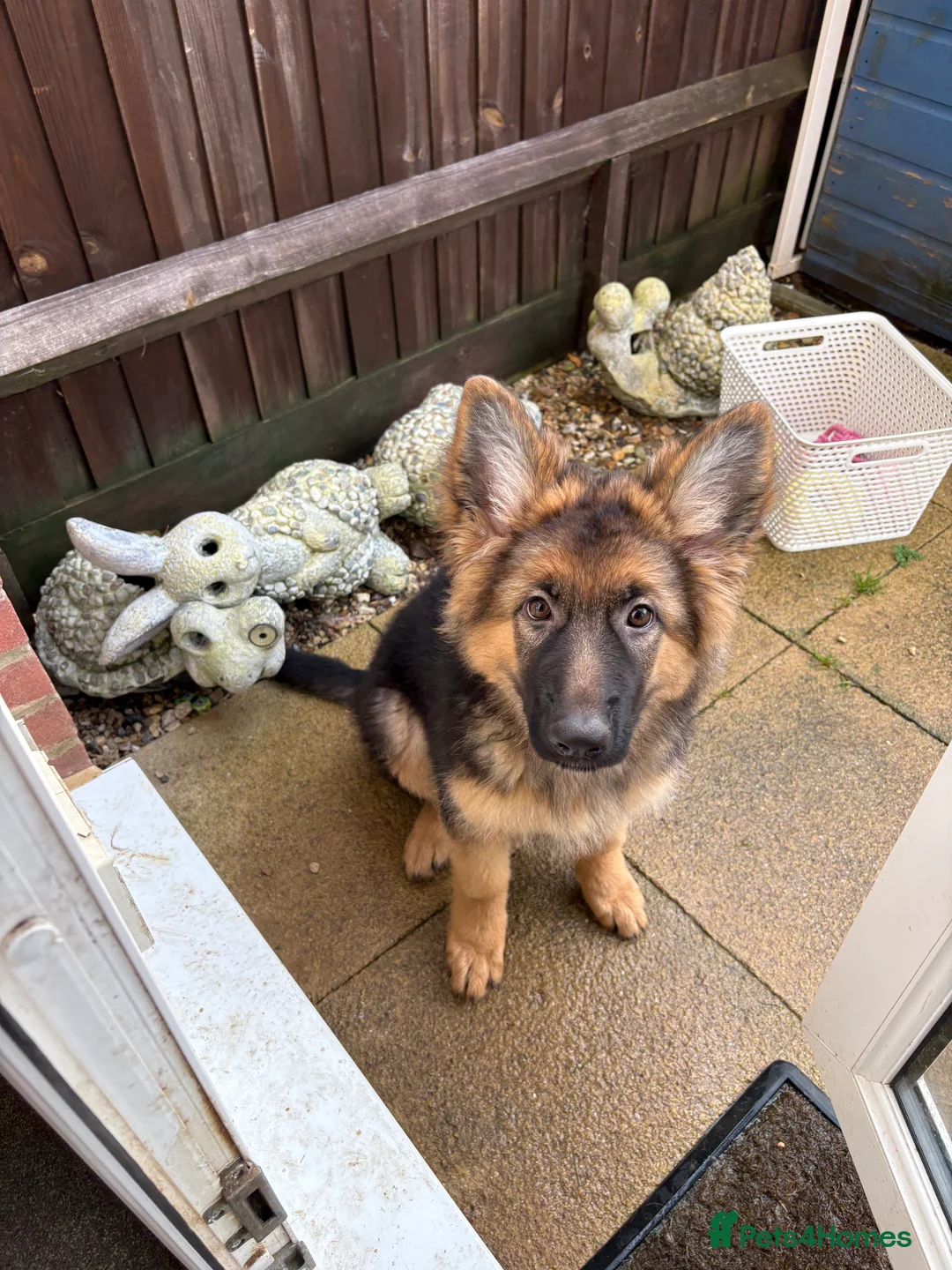 German Shepherd dogs for sale: KC registered GSD bitch  - Advert 1
