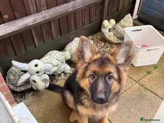 German Shepherd dogs KC registered GSD bitch - Advert 15