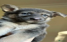 German Shepherd dogs for sale: German Shepherds by Shawhhead Shepherds  - Image 1