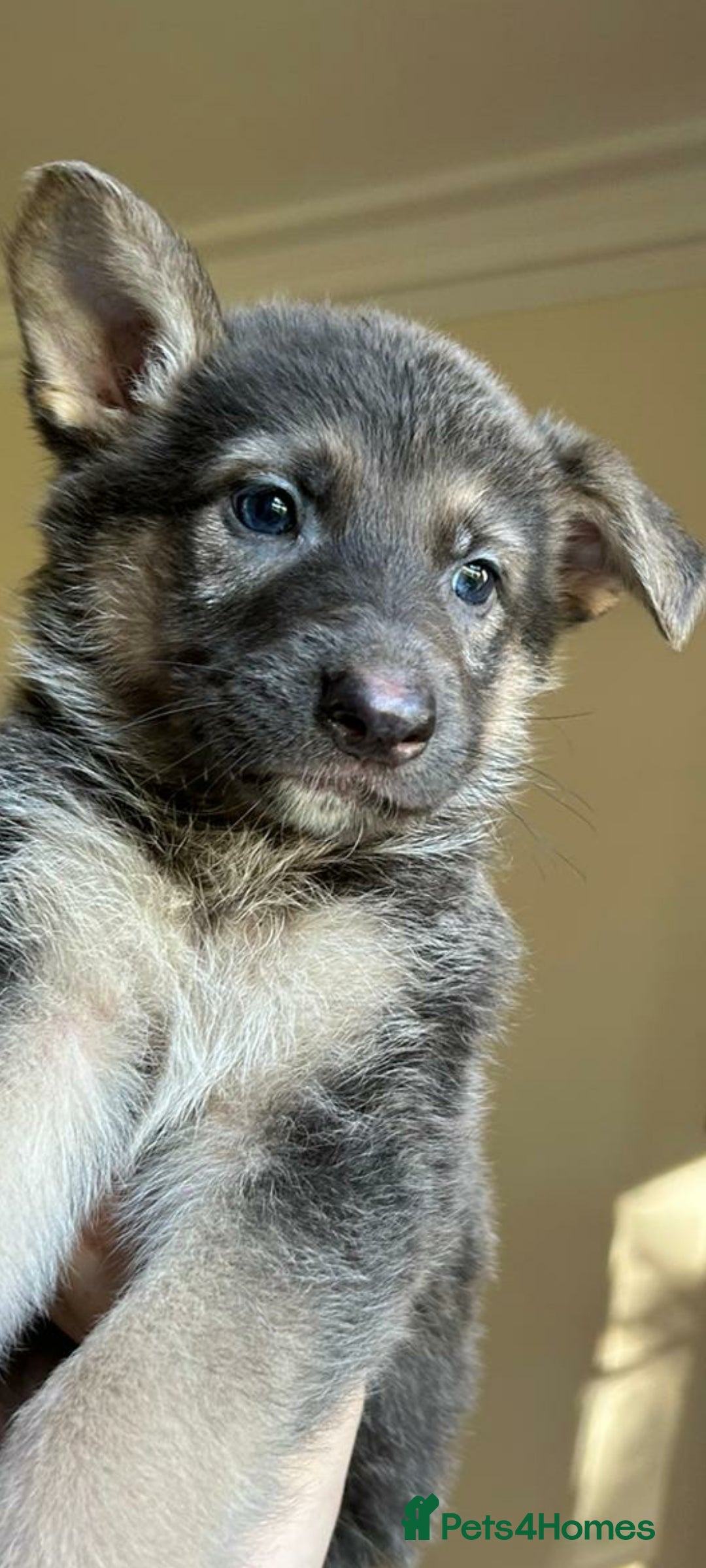 German Shepherd dogs for sale: German Shepherds by Shawhhead Shepherds  - Image 1