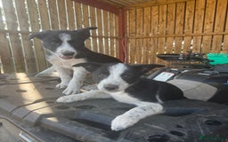 Border Collie dogs for sale: 3 males left .. female now sold! - Image 4