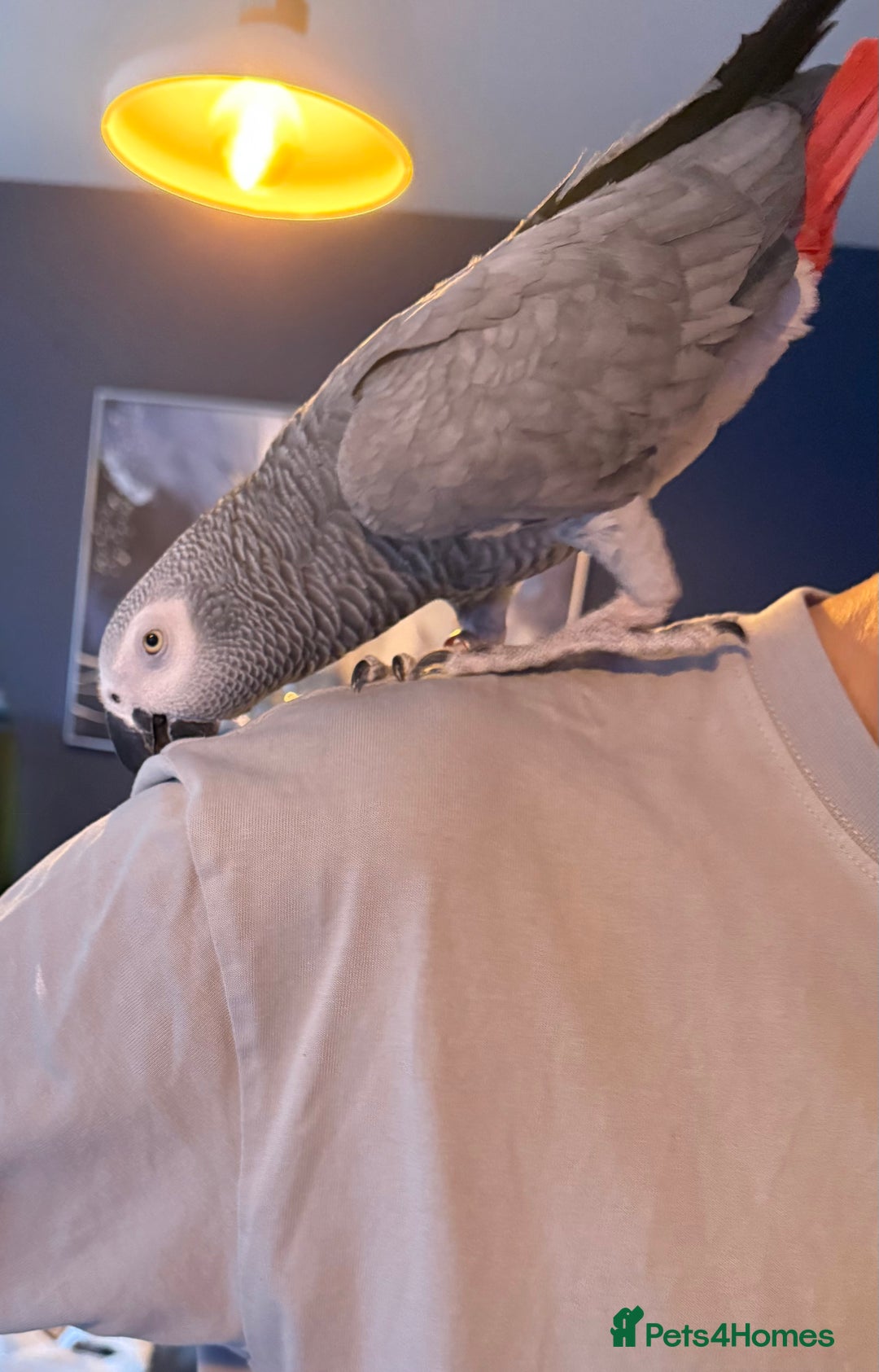 Parrots birds for sale: Male African Grey Parrot 5 year old  - Advert 6