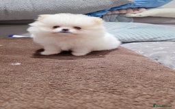 Pomeranian dogs for sale: Pomeranians of the original breed  - Image 8