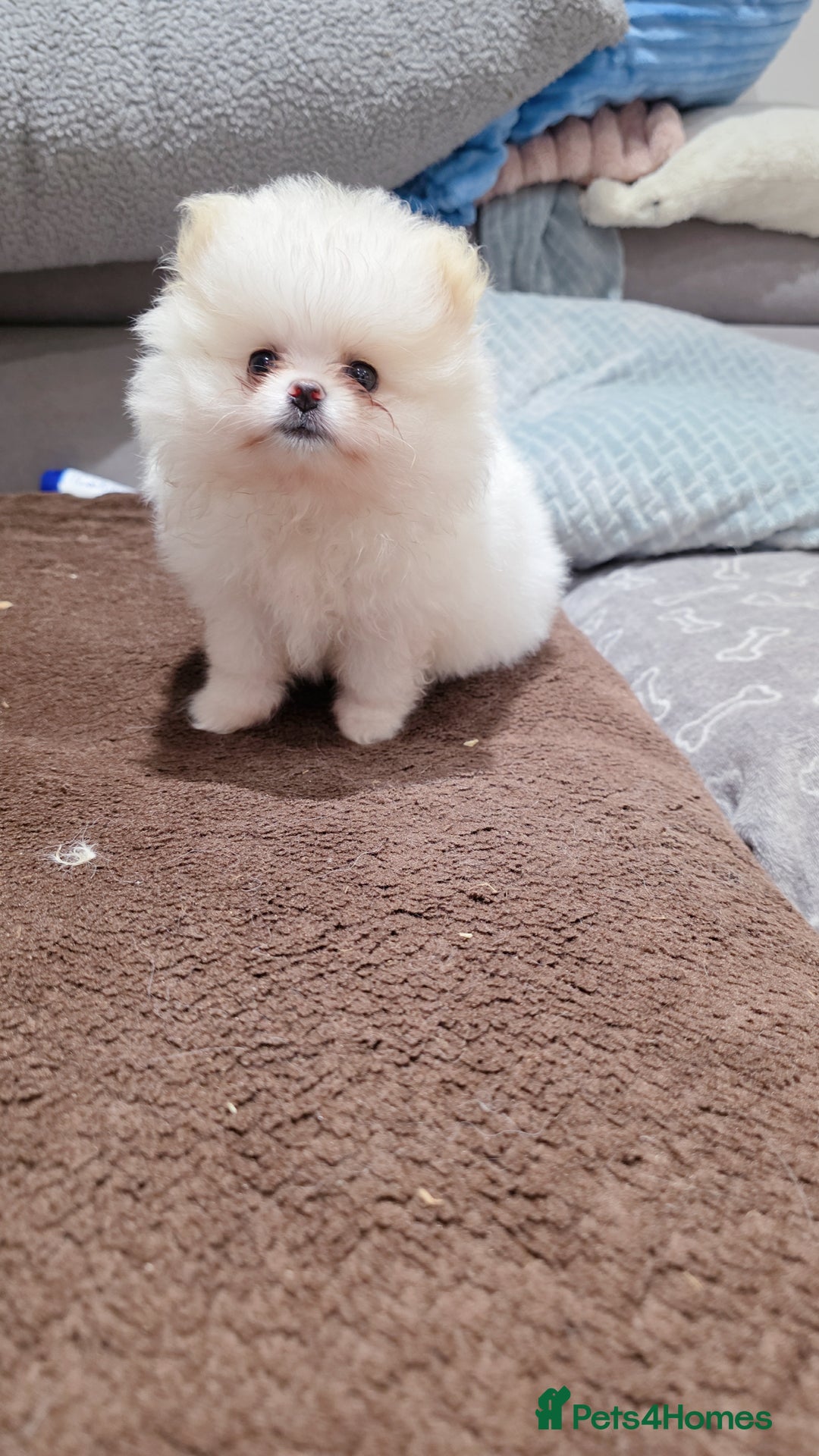 Pomeranian dogs for sale: Pomeranians of the original breed  - Image 8
