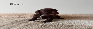 Cocker Spaniel 1