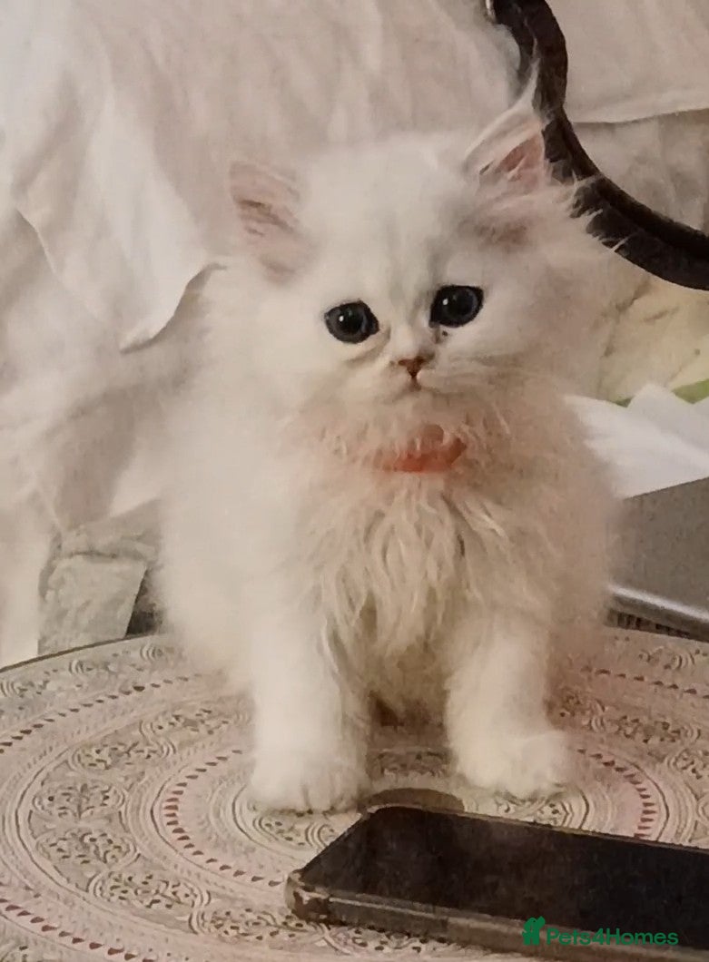 Persian cats ♦🍒White tipped Persian kittens ready now - Advert 2