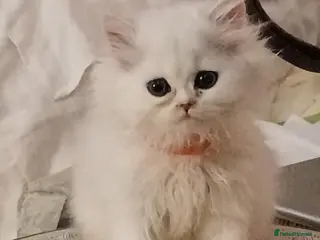 Persian cats ♦🍒White tipped Persian kittens ready now - Advert 2