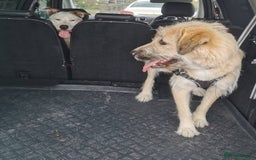 Mixed Breed dogs for adoption: 💙🐶 COOPER 🐶💙 - Image 10