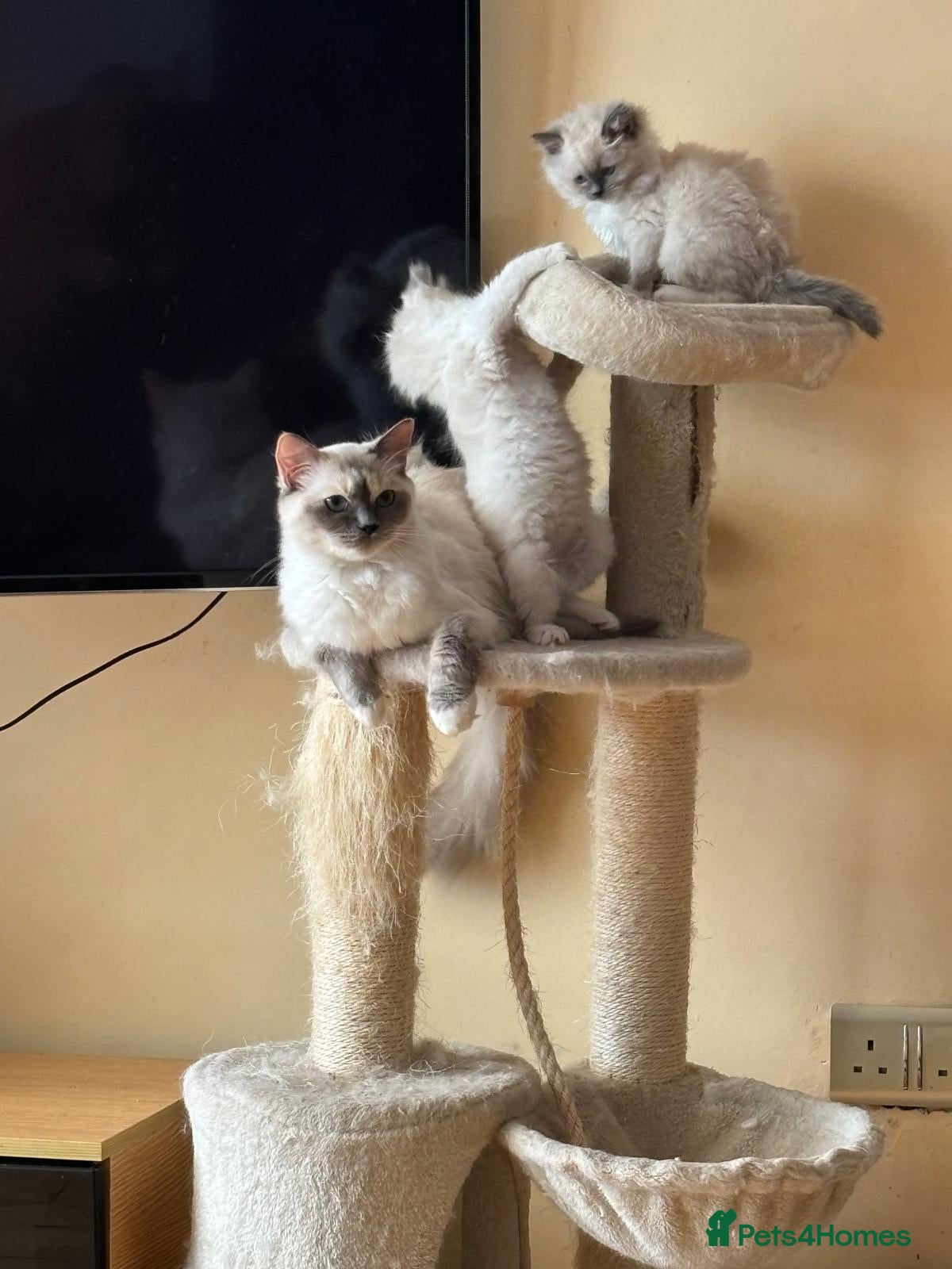 Ragdoll cats GCCF registered Ragdoll kittens for sale  - Advert 1
