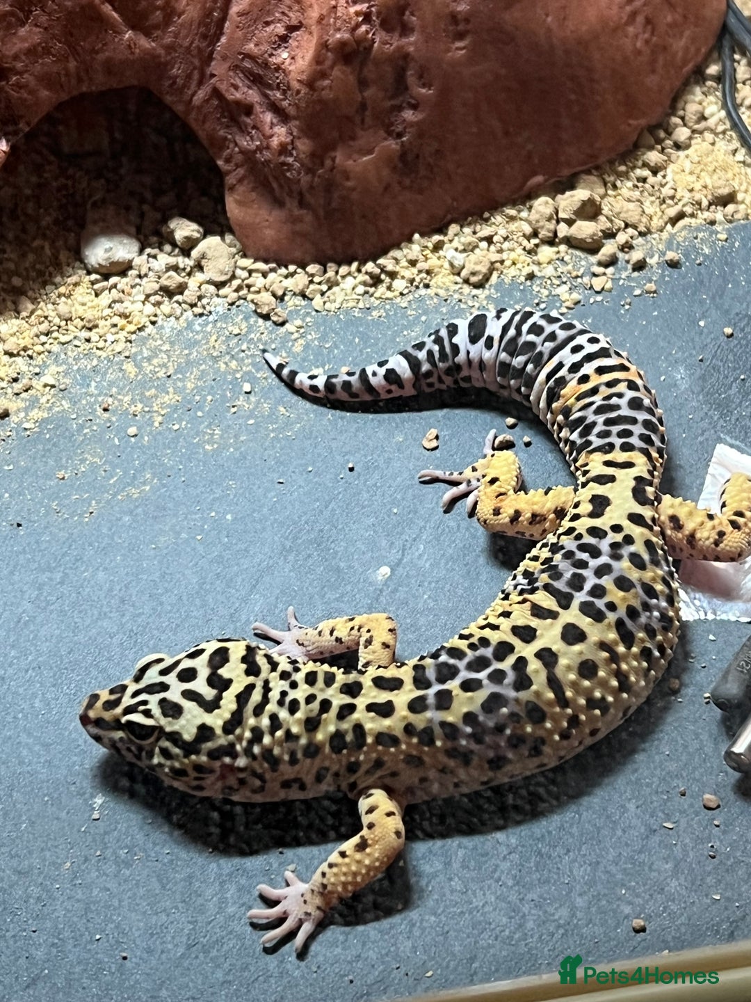Leopard Gecko reptiles for sale: Leopard Gecko + FULL SETUP - Advert 10