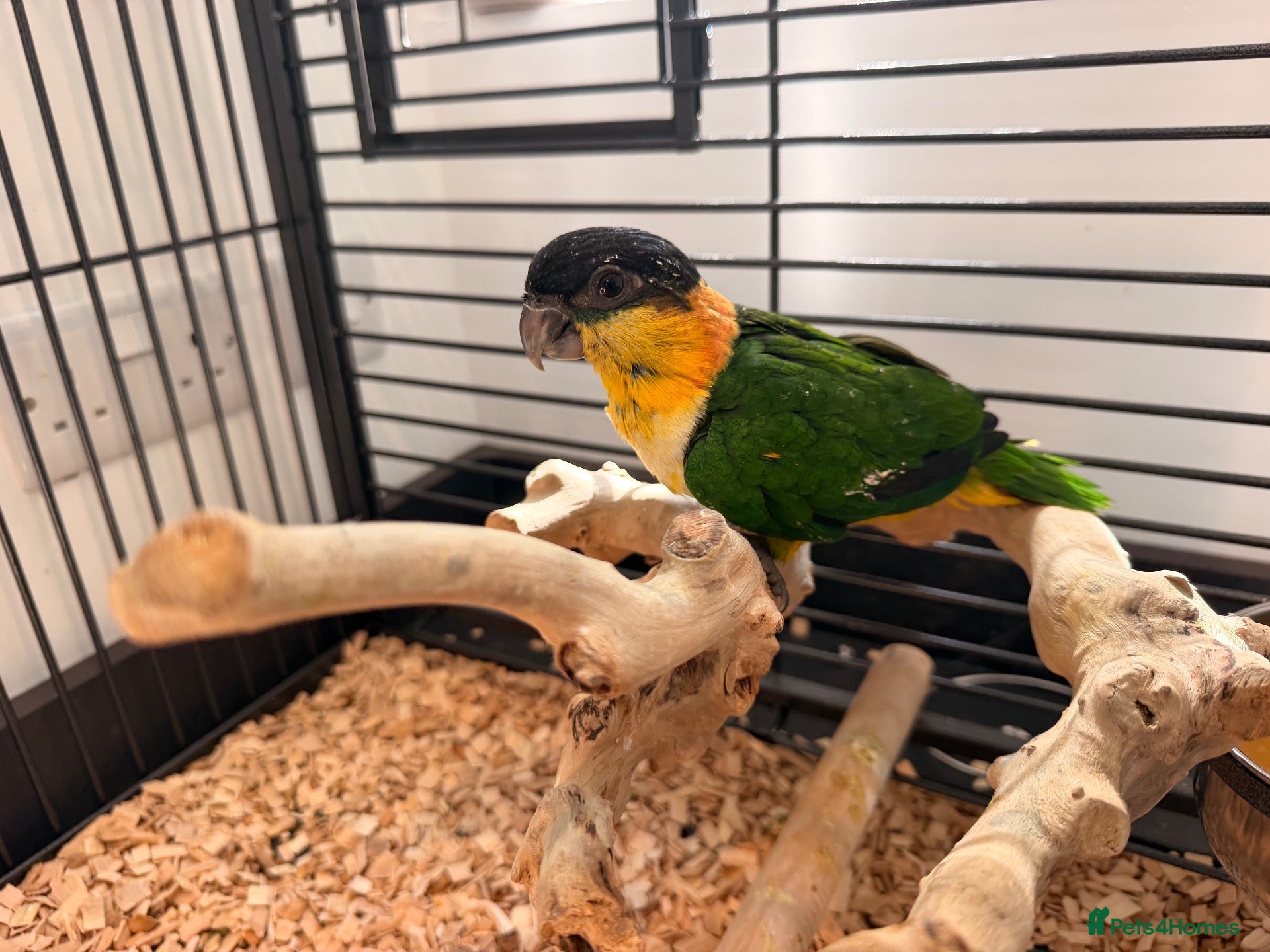 Parrots birds Silly Tame Pallid Black Headed Caique - Advert 18