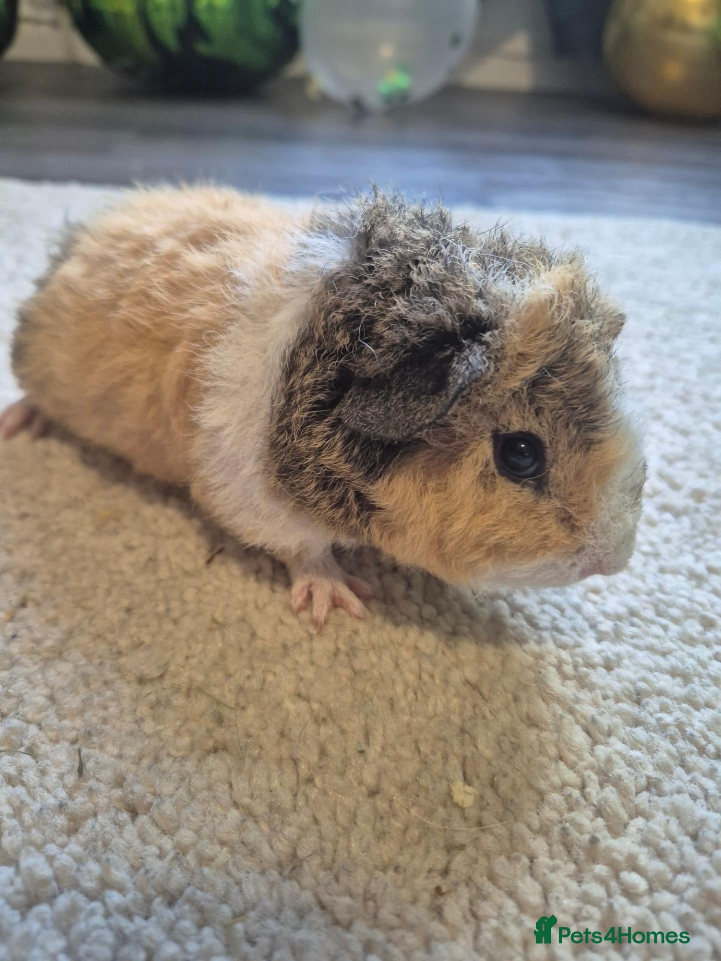 Guinea Pig rodents Male teddy guinea pigs - DOB 7 sept  - Advert 17