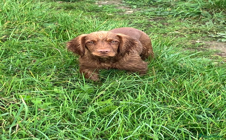 Cocker Spaniel dogs - Advert 10