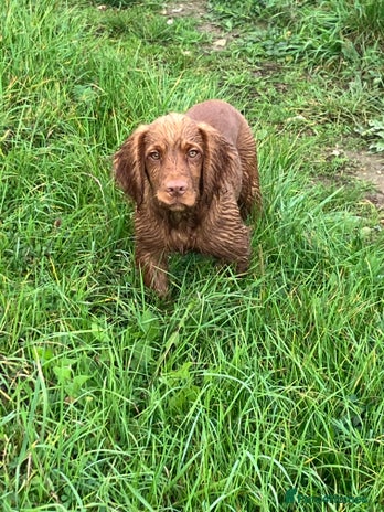 Cocker Spaniel dogs - Advert 7
